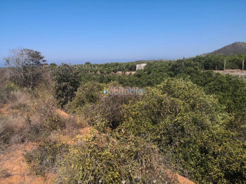 Foto b287fc68-5c3f-4836-8ca3-6cbb6efc6083. Finca rústica a cami de la carrasca 1 a Oliva pueblo Oliva