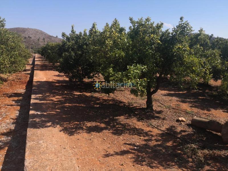 Foto e6442e6c-a1dc-4ab2-9833-bd18eb7cffca. Finca rústica en cami de la carrasca 1 en Oliva pueblo Oliva