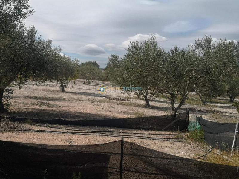 Foto e8677cbe-38ed-4ea2-bdc7-2f862aa6cac6. Casale con camino parcheggio in Bufali