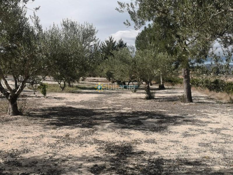 Foto ee693606-2acd-4b18-80e3-f05f59189d96. Casale con camino parcheggio in Bufali