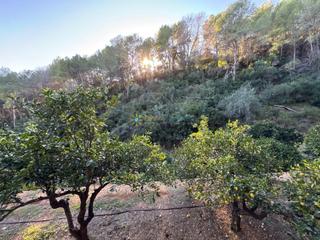 Rural plot in Simat de la Valldigna. Terreno rustico e inclinado con naranjos en plena producción