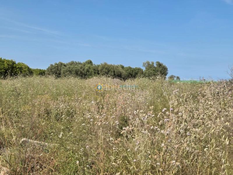 Foto 160e4eb8-73bd-46b2-a261-1021910e5e9e. Finca rústica terreno de venta en Oliva playa Oliva