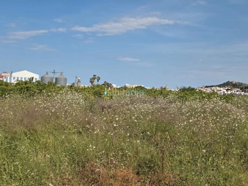 Foto 47c0c31e-9fae-4feb-9944-f1793f5ec2d1. Finca rústica terreno de venta en Oliva playa Oliva