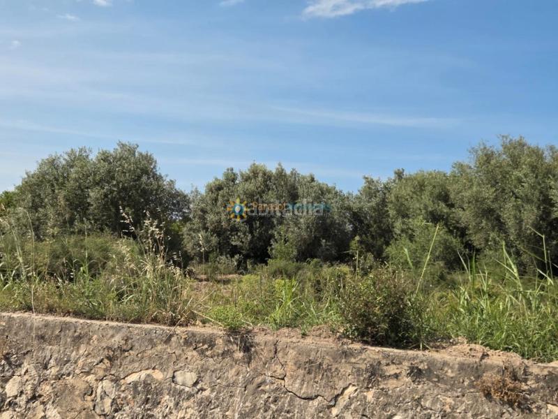 Foto b3d7ee57-5a3f-4404-951a-22408c44c6ec. Finca rústica terreno de venta en Oliva playa Oliva
