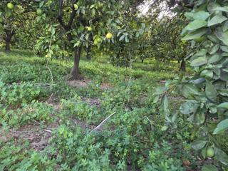 Finca rústica en Oliva Pueblo