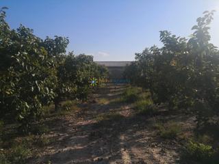 Finca rústica a Albaida. Terreno rural de venta en albaida