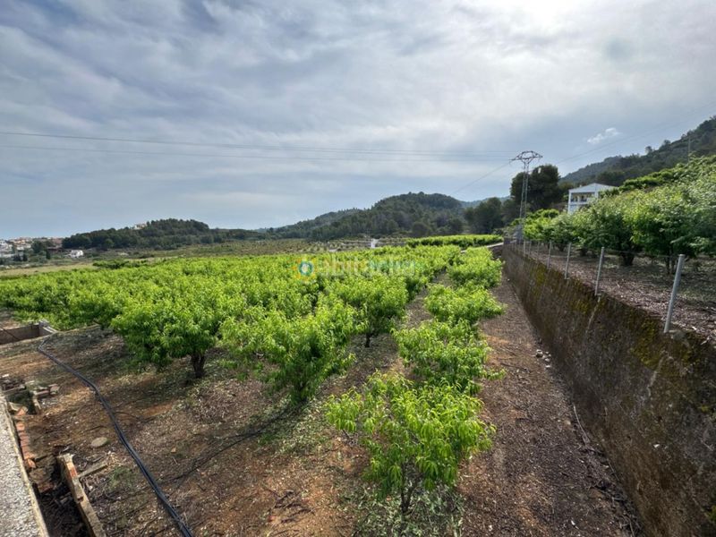 Foto 2a1fd95c-6dce-420b-a16c-5b0affac8ab5. Finca rústica a Font d´en Carròs (la)