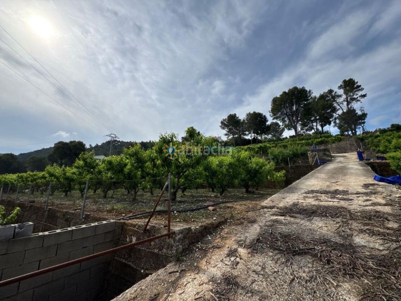 Foto 3fc5e44a-1040-48ea-9c4b-3f8cc15e0ae3. Finca rústica a Font d´en Carròs (la)