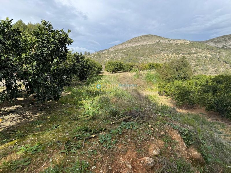 Foto bb3b21f7-0ea9-4ff3-9e21-4c5e04f048e2. Finca rústica a Benigànim