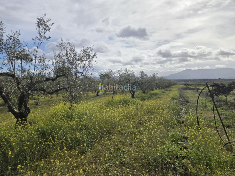 Foto 658d9089-32b9-473e-b6ab-7958f5fceeef. Finca rústica a Benigànim