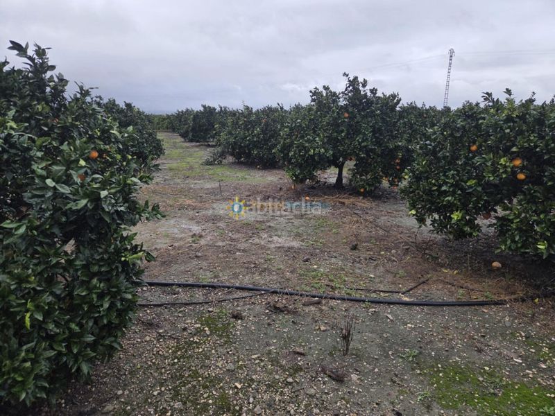 Foto fbb6a263-e235-409a-a8b2-e8d602b61b40. Finca rústica a Senyera