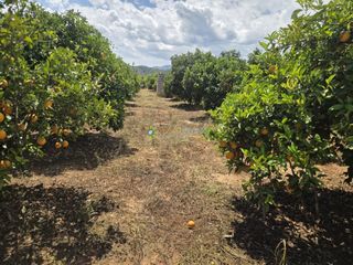Finca rústica a Oliva Pueblo