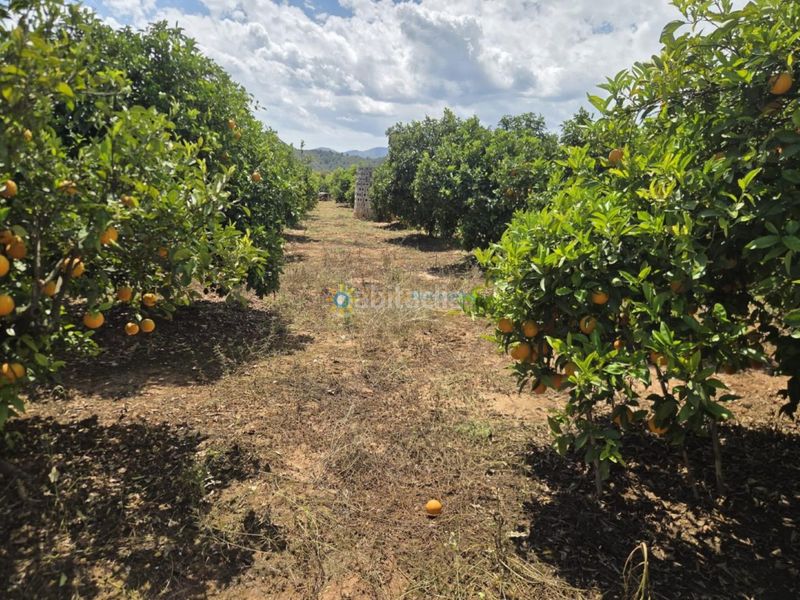 Foto 4b20aa3c-459f-4adc-a142-19e2a10ac9a2. Finca rústica a Oliva pueblo Oliva
