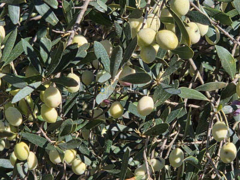 Foto 0aa9c307-dbc8-4c69-beed-b1b2947569b5. Finca rústica a Benigànim