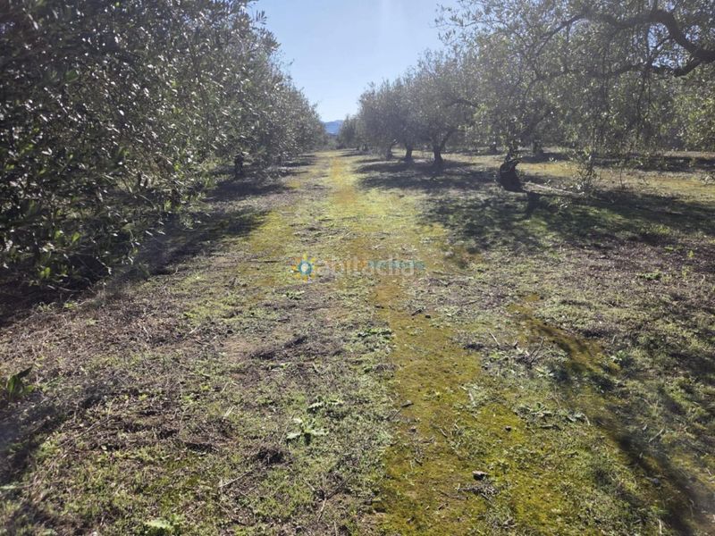 Foto 39f263d3-e29d-4ef3-9276-309536eab45d. Finca rústica a Benigànim