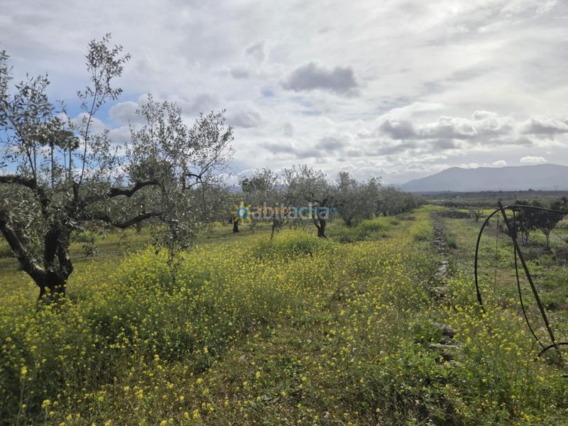 Foto 87d045b3-ee02-454f-ba3c-3c0de9930789. Finca rústica a Benigànim