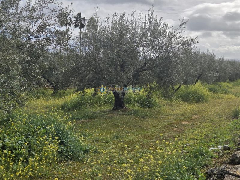 Foto d29b56b7-c035-4c14-9438-ca75b10e1180. Finca rústica a Benigànim