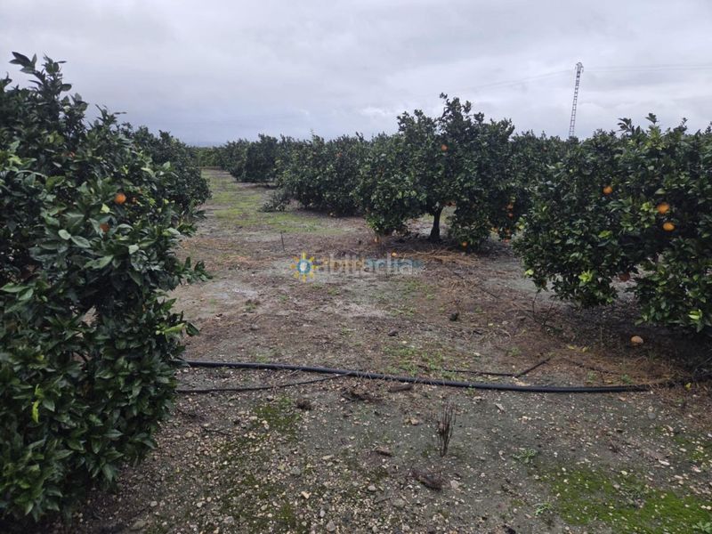 Foto 23d7c2a7-3ca3-4bfd-9919-21847c9ce60d. Finca rústica a Senyera
