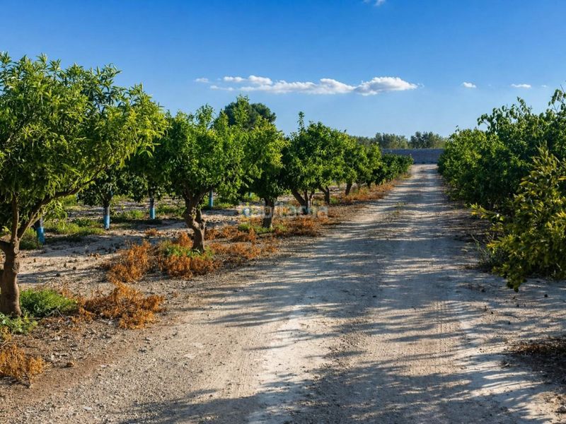 Foto 02aa86b6-4ab5-46be-8701-2a0a7e874119. Finca rústica a Albaida