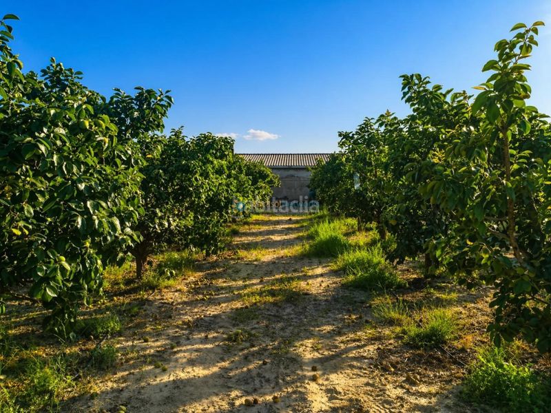 Foto a4743b80-1428-465f-aa78-461b88086443. Finca rústica a Albaida