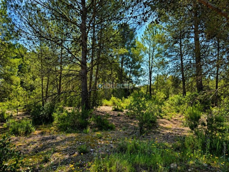 Foto e33c8643-4128-47bc-a168-932079868946. Finca rústica a Bellús