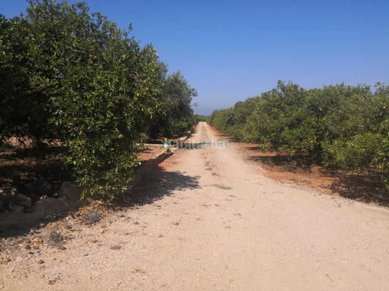 Foto 0320eb60-c9db-4751-9169-ec1d305e6cbe. Finca rústica a Oliva pueblo Oliva