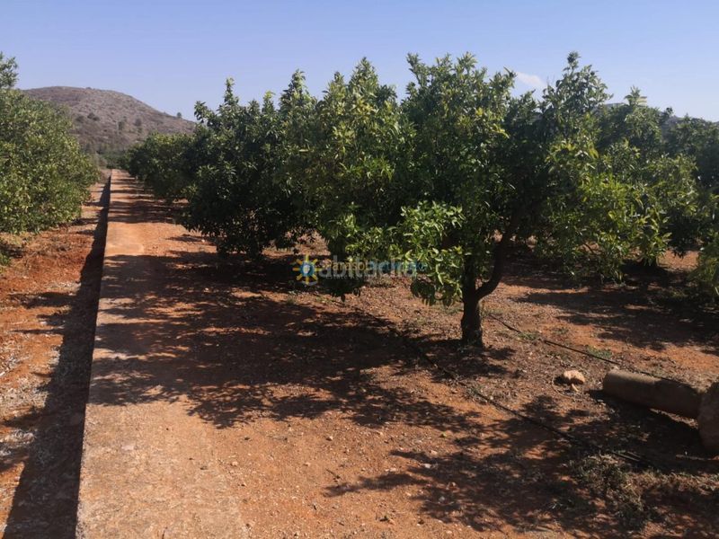 Foto d6916461-4202-4fa9-87f1-952a8a5af607. Finca rústica a Oliva pueblo Oliva