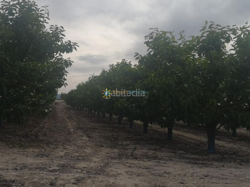 Foto 4367ff7b-fdd3-4e0a-b750-72dee12c62c9. Finca rústica a Benigànim