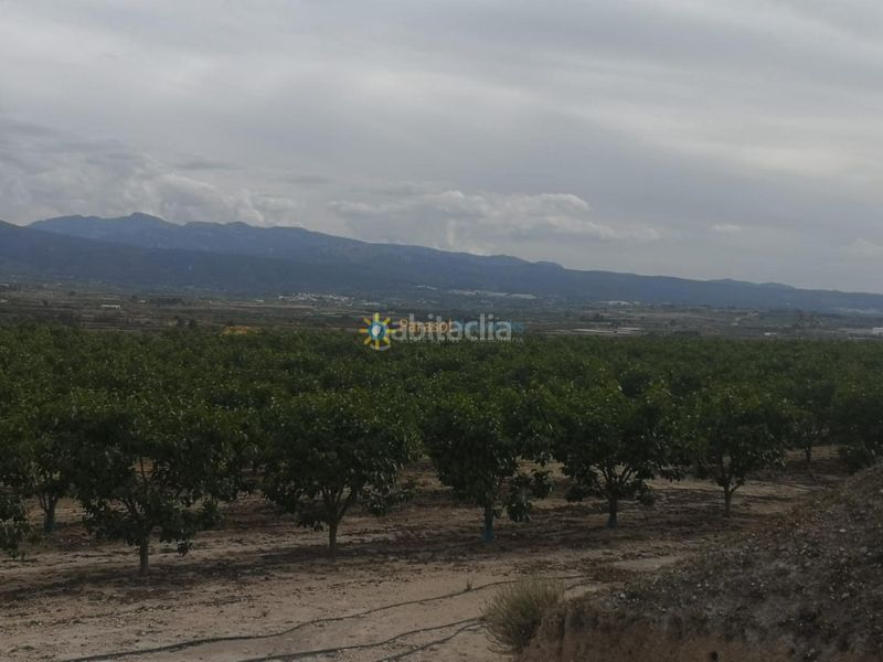 Foto 85194c58-fe78-485d-8291-a3d89e1a5fb6. Finca rústica a Benigànim