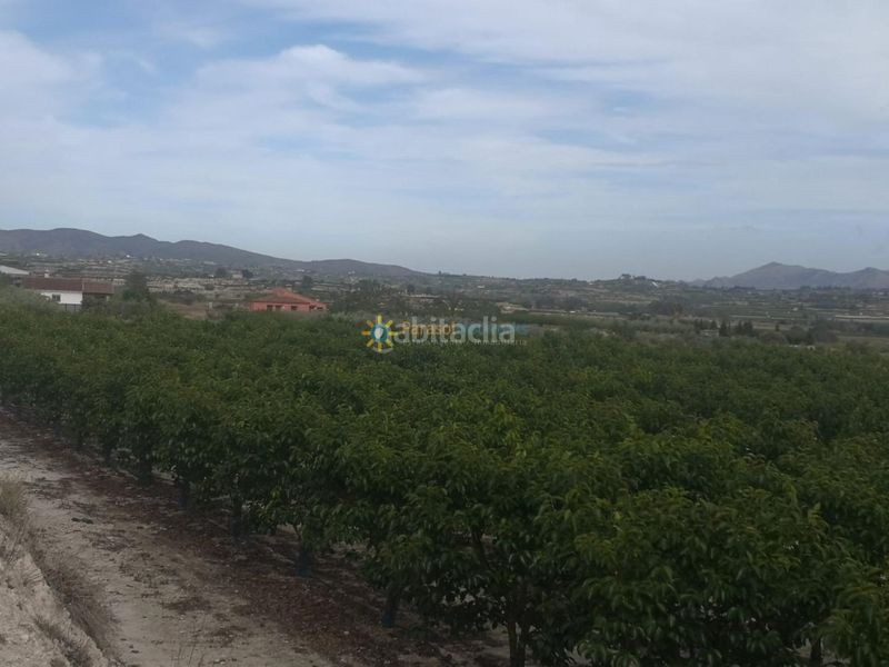 Foto ffed5592-151c-4585-876f-b3ca551c8b34. Finca rústica a Benigànim