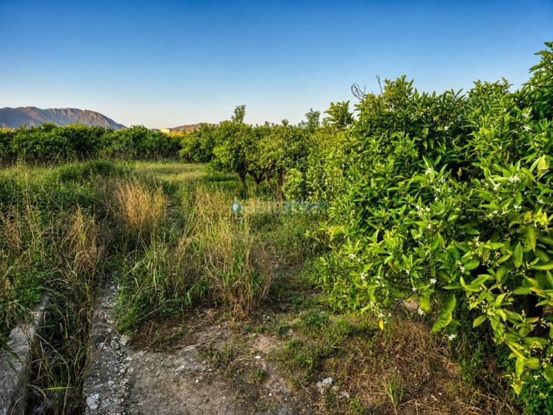 Foto d19bcffb-c226-47ba-b340-3f86c663025f. Finca rústica a Palmera
