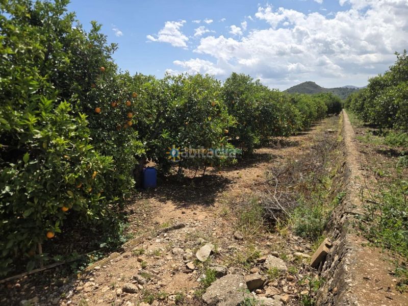 Foto 796ea956-8937-42f9-bac8-6674a3c740a5. Finca rústica a Oliva pueblo Oliva