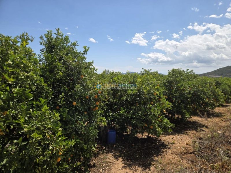 Foto a9f6f884-6e74-4d4e-ad0f-37dd6c7376b9. Finca rústica a Oliva pueblo Oliva