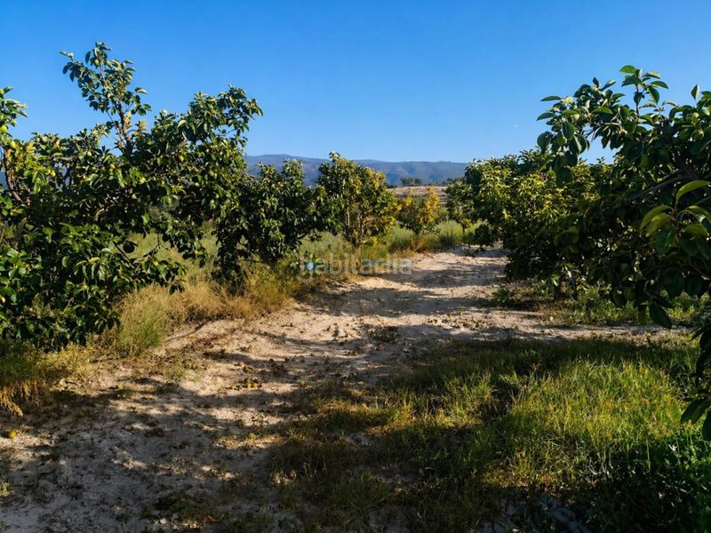 Foto 5f07f4e6-e143-409e-a7ba-92bef0290f46. Finca rústica a Albaida