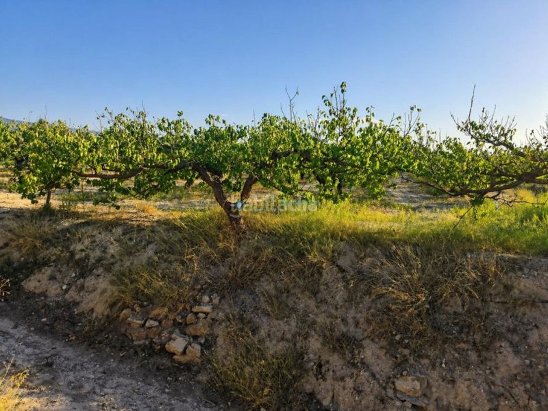 Foto e3b42a07-17d9-4a82-84e1-8e33df4d277c. Finca rústica a Albaida