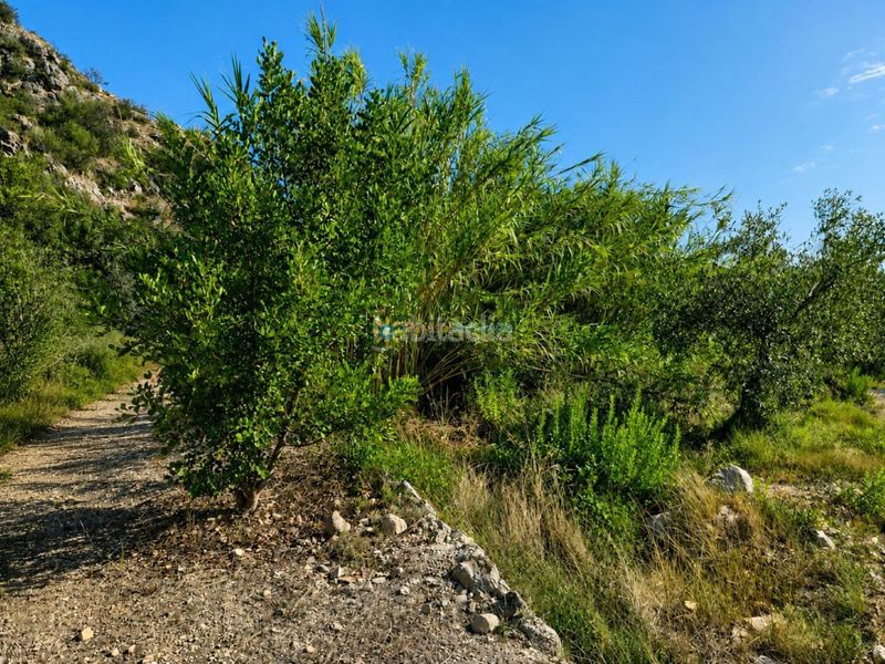Foto 9d0bfb10-a9d5-455b-8af7-694f710fc42b. Finca rústica a Atzúbia (L´)