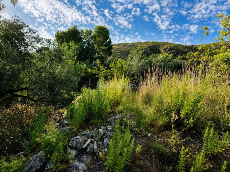 Foto 92a1c541-c1e4-46f5-aa90-53f77109f8d6. Finca rústica a Atzúbia (L´)
