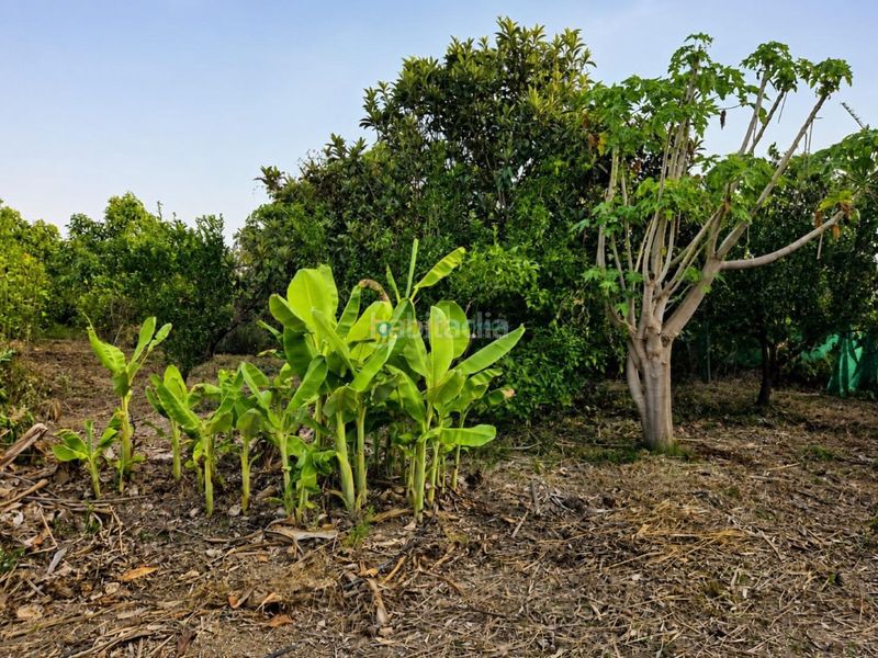 Foto fa9bfaac-a027-460e-a271-ecd98cd262ff. Finca rústica a Piles