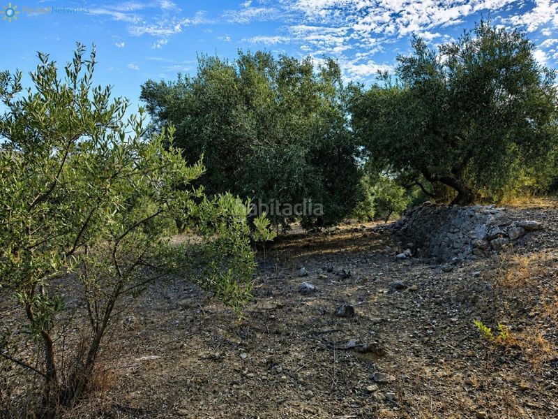 Foto c70bc46c-3957-43c0-95c5-878ccc202fb5. Finca rústica a Atzúbia (L´)