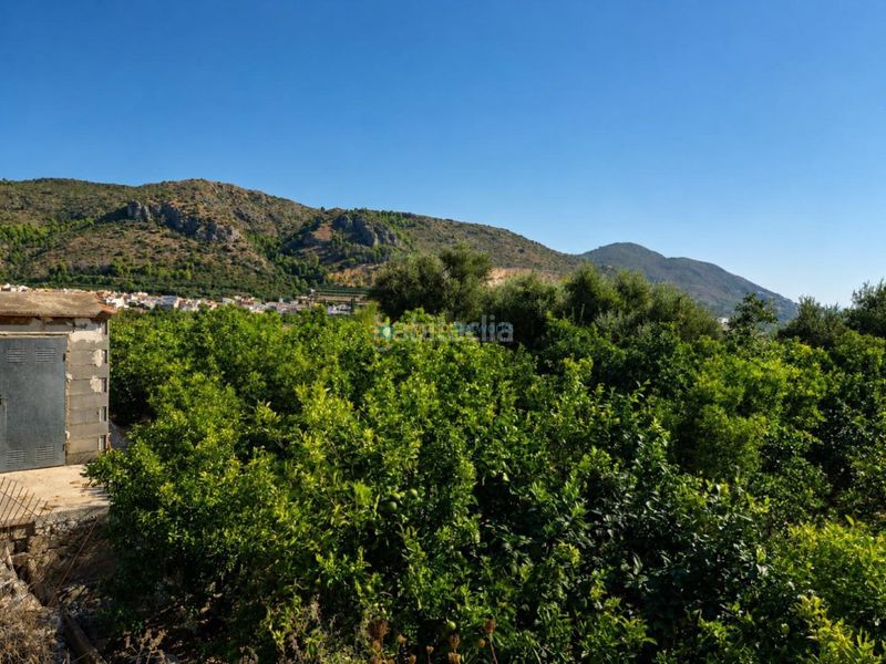 Foto 7f4c7a02-6a52-4c0e-ba8f-6c8f39263b63. Finca rústica a Atzúbia (L´)