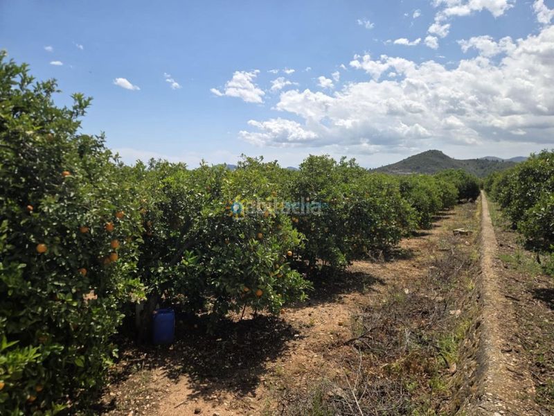 Foto 61d7a769-6360-489a-8810-d51bef0c0c52. Finca rústica a Oliva pueblo Oliva