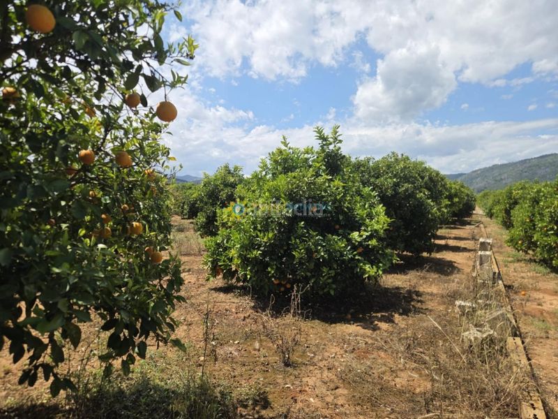 Foto f6cdf492-b1af-4060-9749-9b3c652b3b9e. Finca rústica a Oliva pueblo Oliva