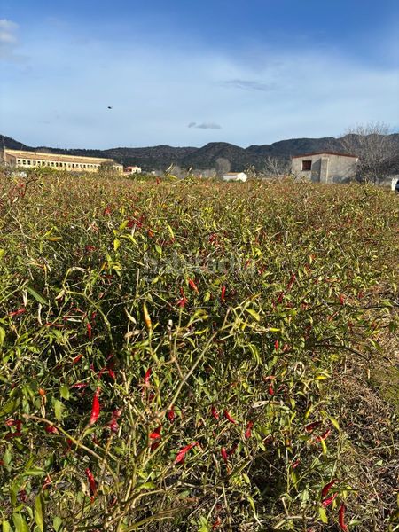 Foto 7d310547-eb03-4a80-a9b6-7f3d3082777d. Finca rústica  con almacen en Xerta