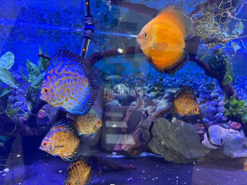 Foto 30a435ed-0a26-4d81-a146-d2abcaadb6b9. Pis amb aparcament a Ferreries Tortosa