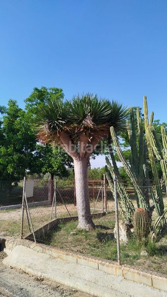 Foto ad0c240a-26ac-4f95-b73c-ba1c4066fb7b. Finca rústica a Casc Antic Amposta