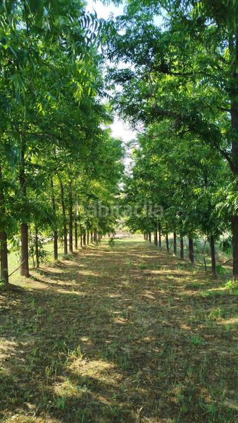 Foto e96a4b0a-eec6-4d7a-8113-1b20a4af0383. Finca rústica a Casc Antic Amposta
