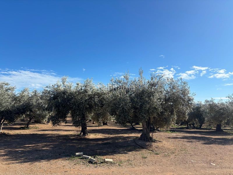 Foto c799b7cc-37b5-492c-bd7d-a8626880abba. Finca rústica a Aldover