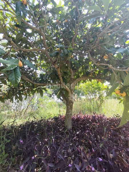 Foto f497e796-7fad-4355-a7b8-75d00181e616. Xalet a Turís