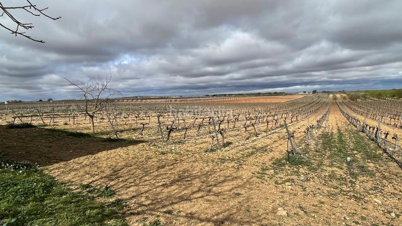 Foto 0845ed9c-cde9-452c-ac04-878ff52a23b9. Finca rústica viñedo en Tarazona de la Mancha