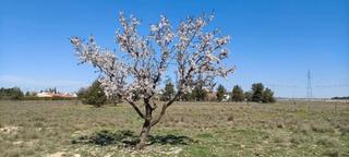 Rural plot in Pedanías - Extrarradio